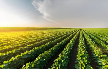 Agriculture